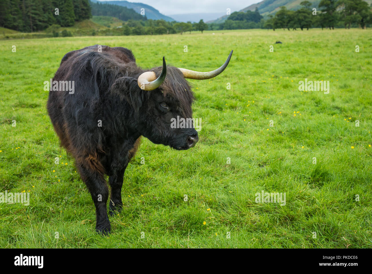 Schottisches Hochlandrind Kuh in das Feld ein. Highland Cattle. Schottland  Stockfotografie - Alamy