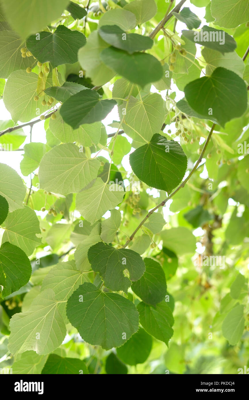 Lime Tree Blätter - Tilia Tilia oliveri - Blätter und Früchte Mitte Juli Stockfoto