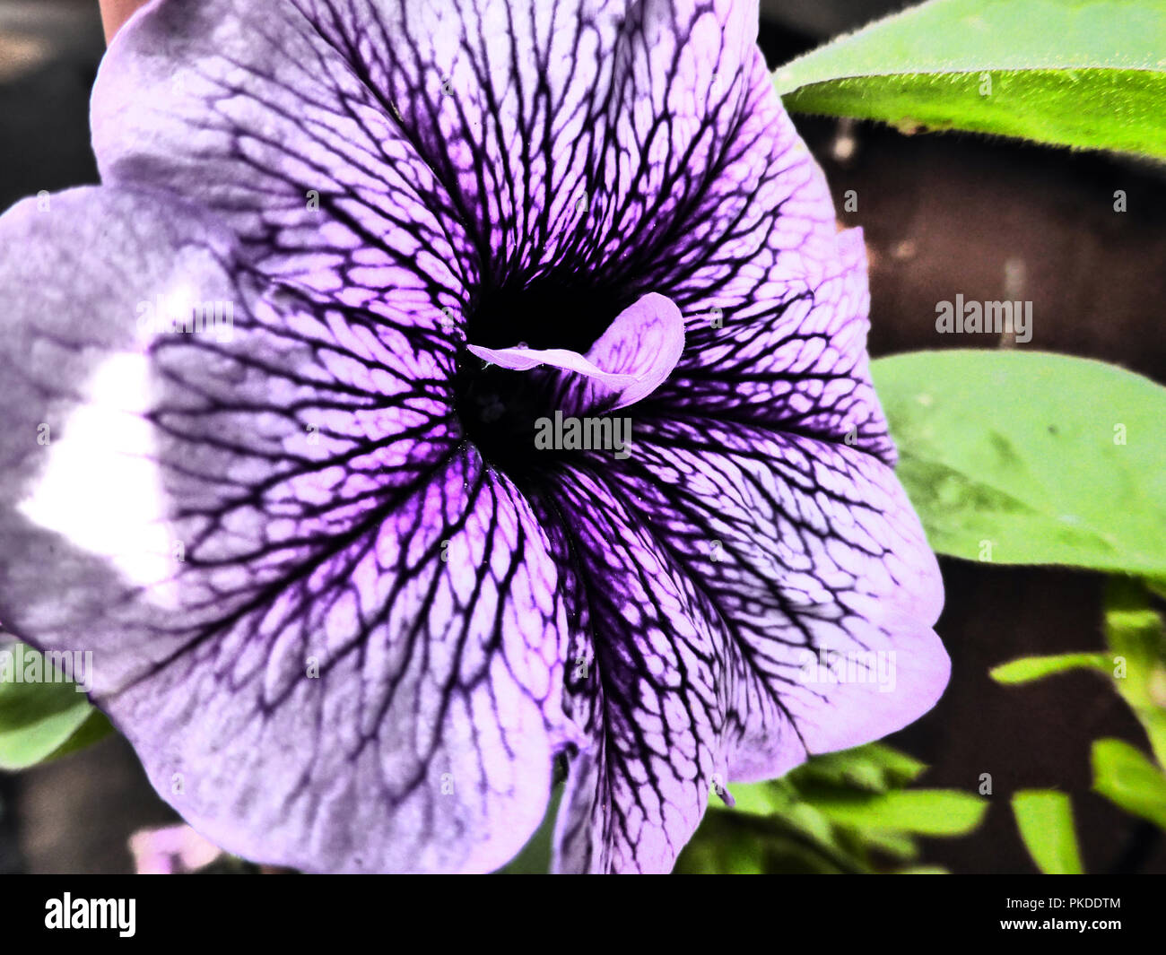 Große closeup Blume mit 3D-Effekt und riesige Blütenblätter Stockfoto