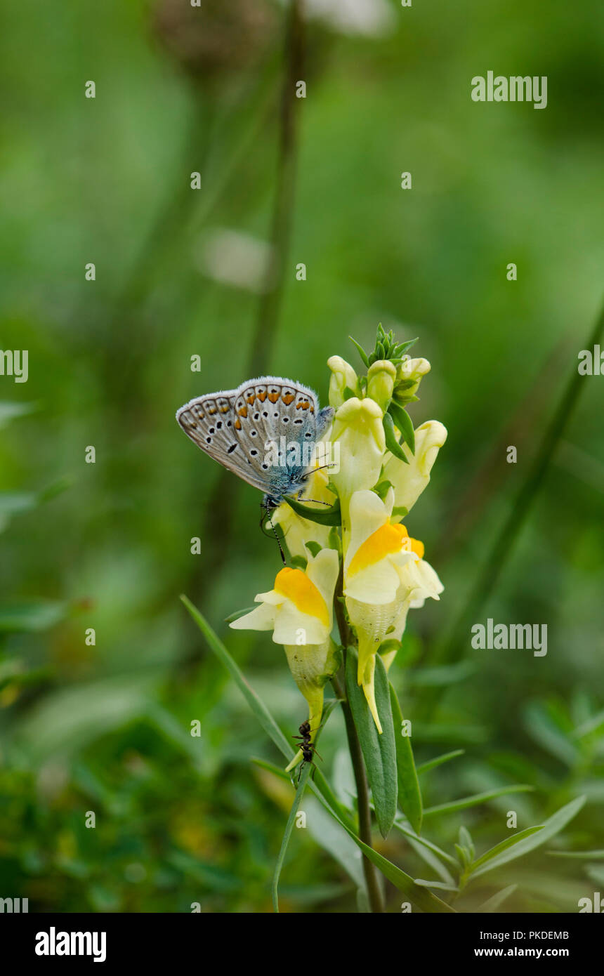 Gemeinsame blauer Schmetterling (Polyommatus icarus) auf Gelb toadflax. Stockfoto