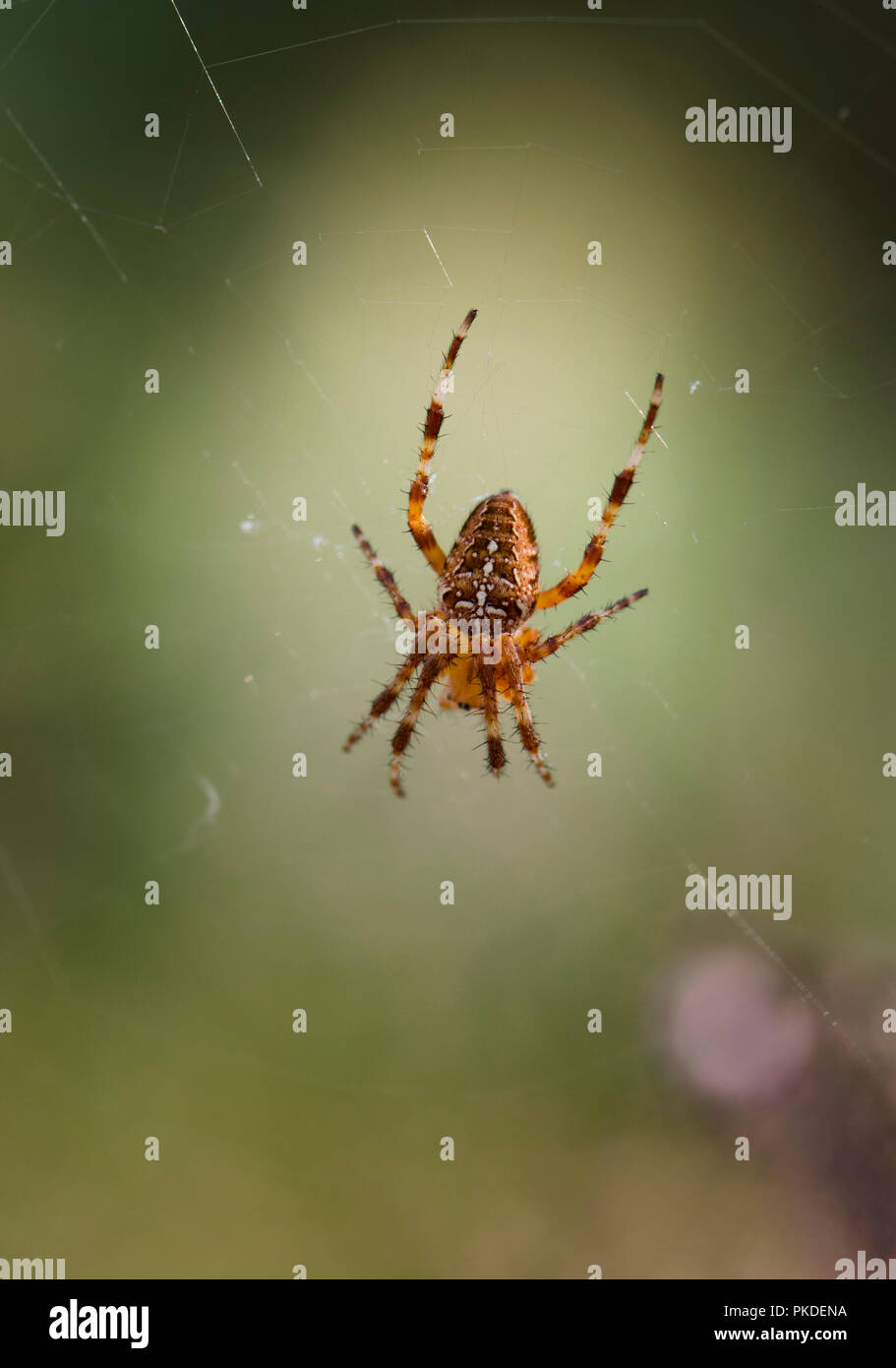 European Garden Spider, Araneus diadematus im Web. Niederlande. Stockfoto