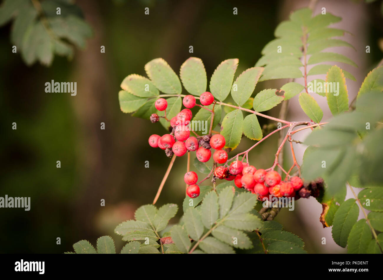 Frucht der Sorbus aucuparia, Rowan oder Berg - Esche, Niederlande. Stockfoto
