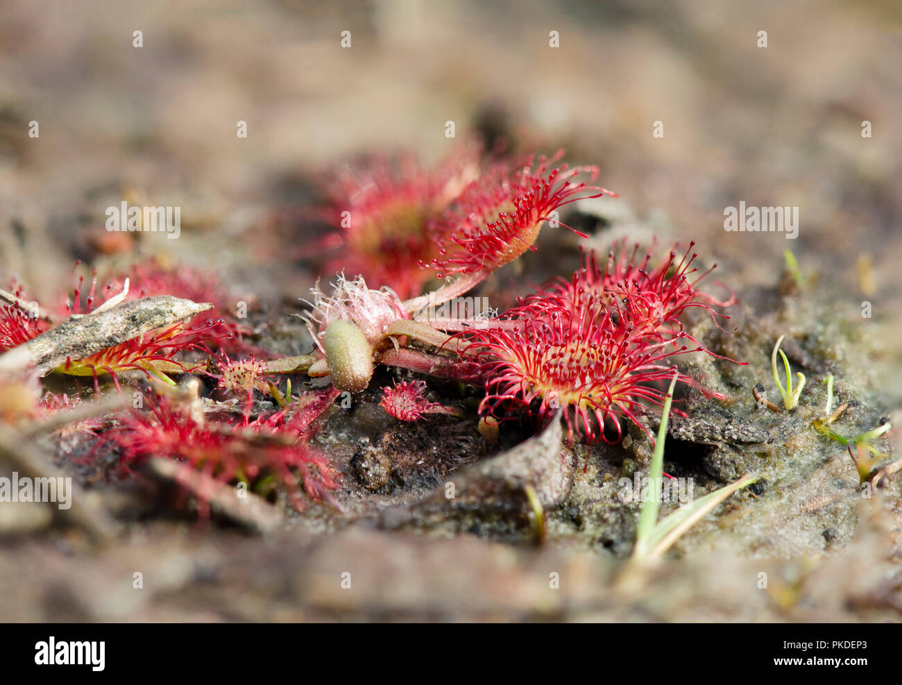 Drosera rotundifolia, Rund-um-leaved Sonnentau, gemeinsame Sonnentau, Insectivorous plant, Limburg, Niederlande. Stockfoto