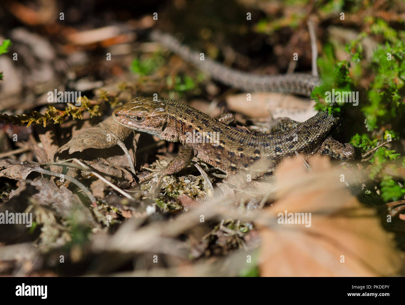 Lebendgebärenden Lizard oder gemeinsamen Eidechse, Zootoca vivipara, Limburg, Niederlande. Stockfoto