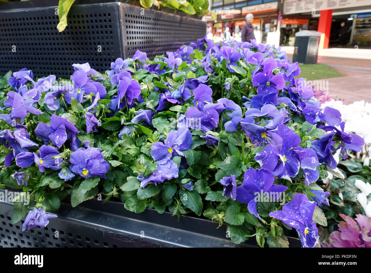 Pansieson Anzeige als Garten Attraktion in Dandenong Melbourne Australien Stockfoto