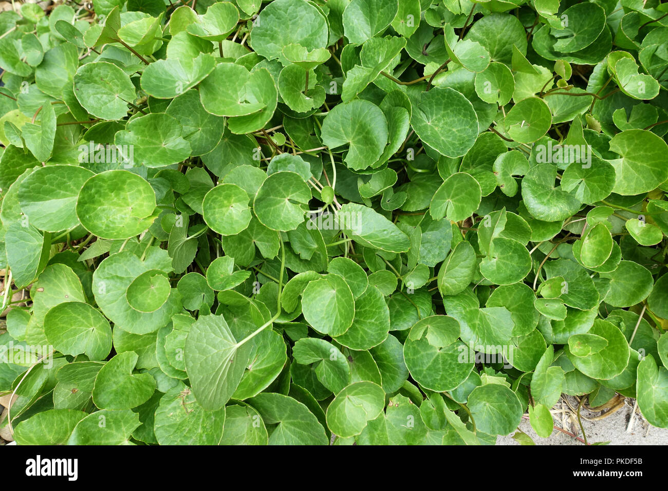 GotU Kola, Centella Asiatica oder Wassernabelkraut, auch bekannt als Pflanze, Arthritis heilen Stockfoto