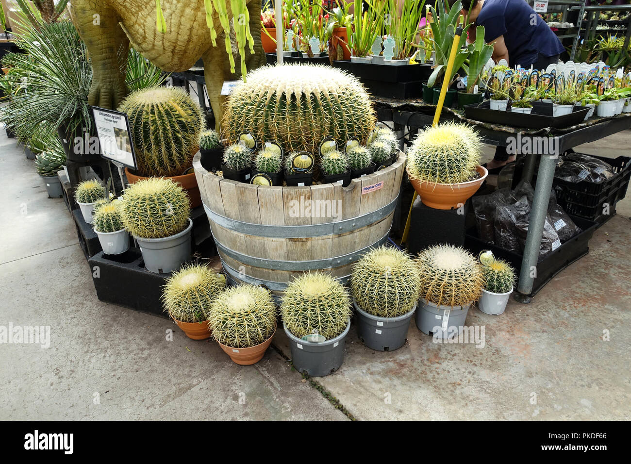 Mexiko oder allgemein als Golden Barrel Cactus bekannt Stockfoto