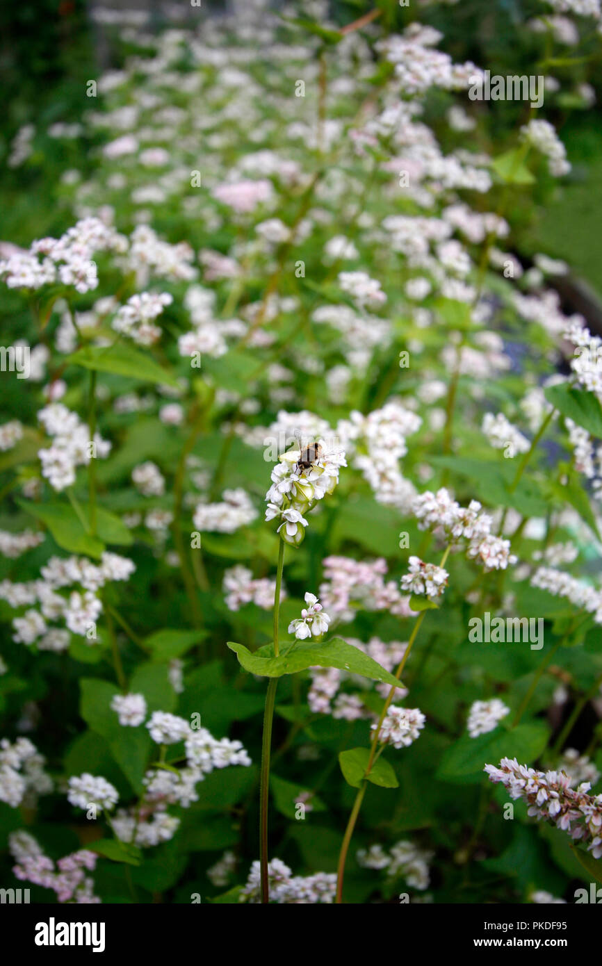 Honey Bee Trinkwasser Regenwasser auf weißen Buchweizen Blumen Stockfoto