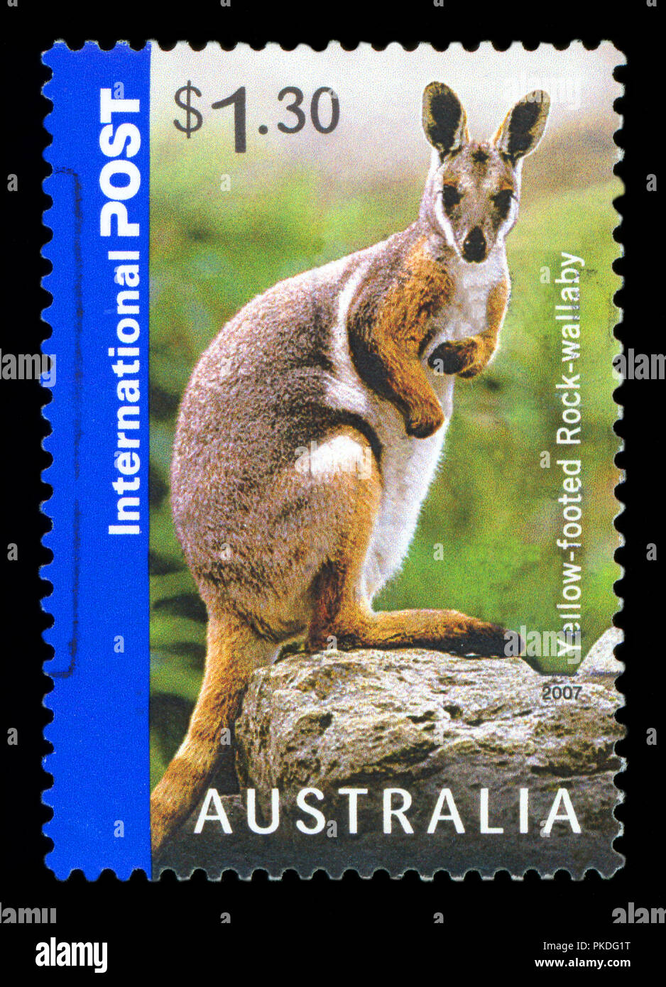 Australien - ca. 2007: einen Stempel in Australien gedruckten zeigt die Gelbe leichtfüßig, Rock-Wallaby, Australische Tier Serie, ca. 2007 Stockfoto