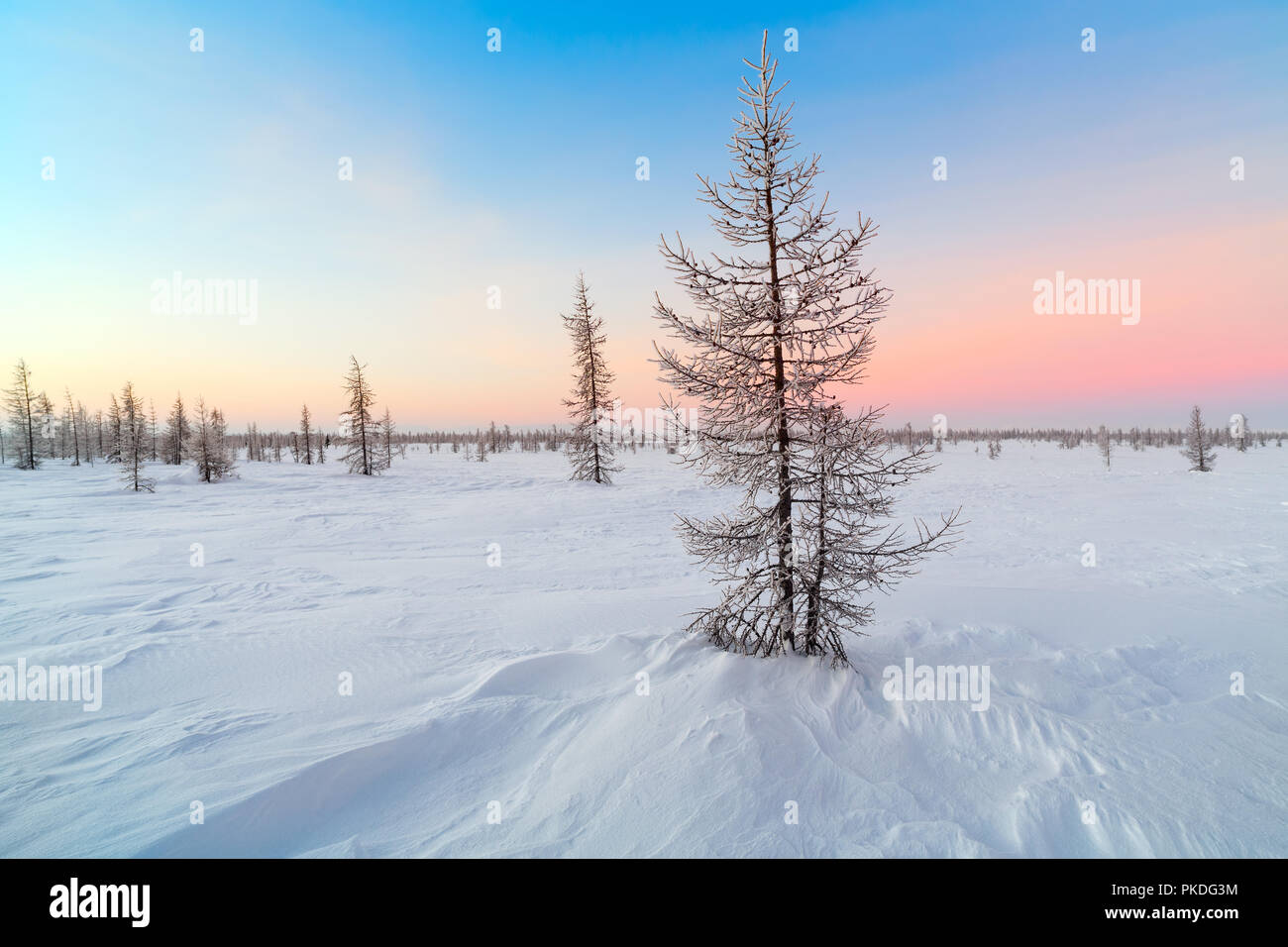 Winterlandschaft mit Schnee bedeckten Bäumen Stockfoto