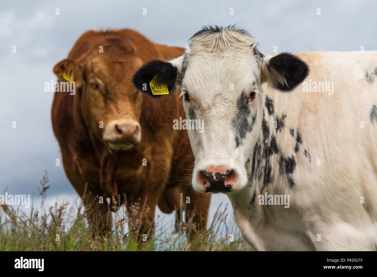 Nahaufnahme Kopf geschossen von einer weissen Kuh Gesicht auf und braune Kuh hinter Stockfoto