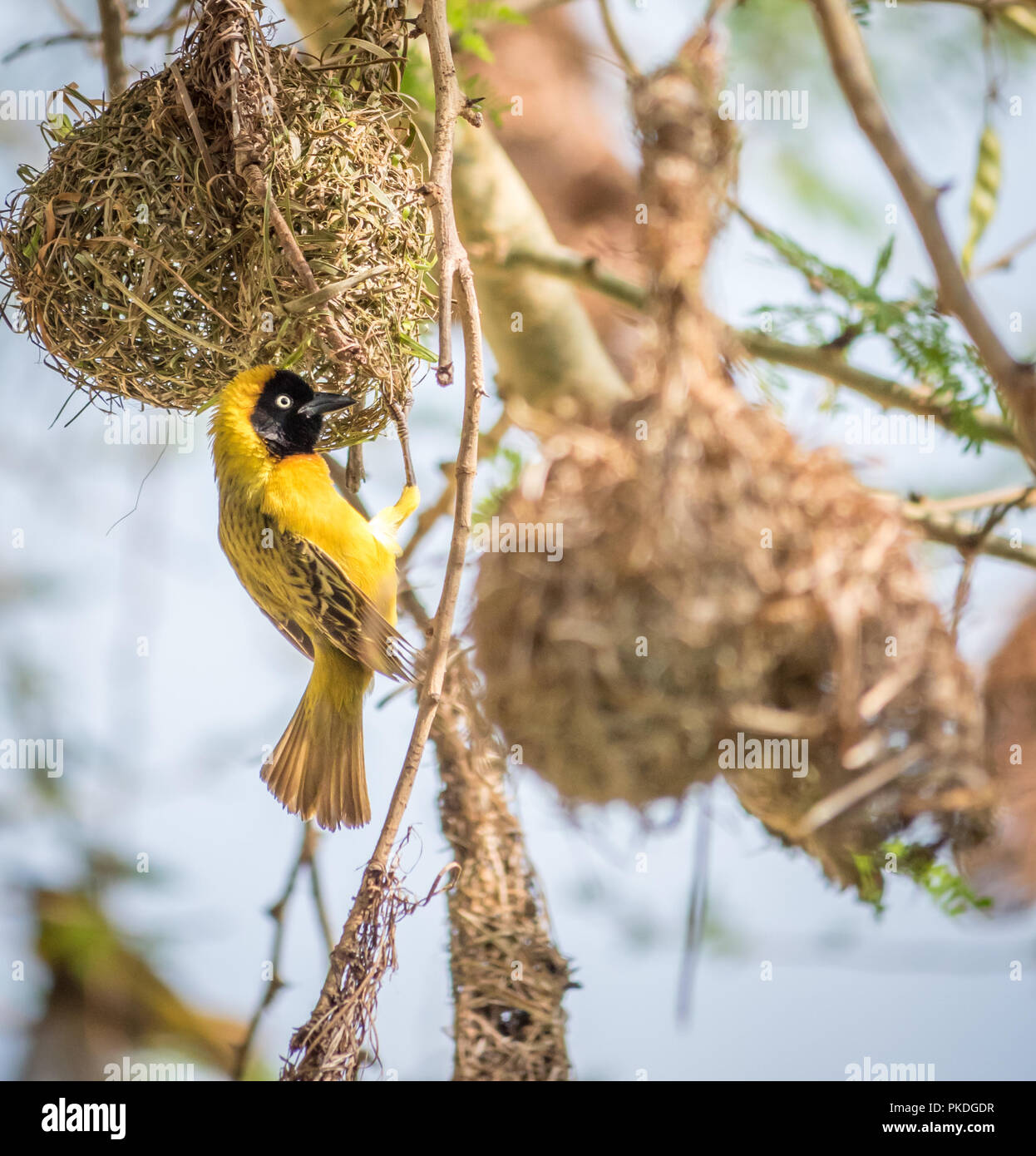 Ein Mann weniger Maskiert Weaver Vogel ein Nest in Südafrika. Stockfoto