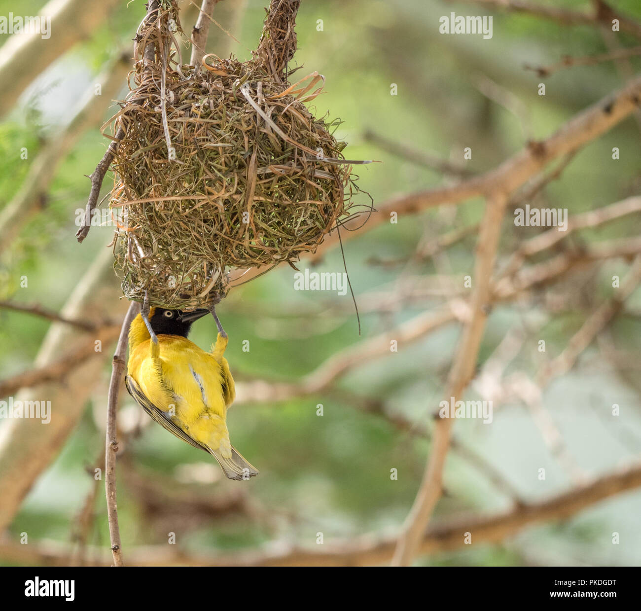 Ein Mann weniger Maskiert Weaver Vogel ein Nest in Südafrika. Stockfoto