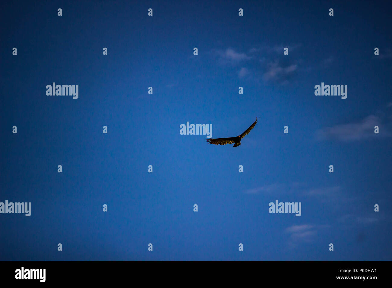 Hawk fliegen in einem blauen Himmel Stockfoto