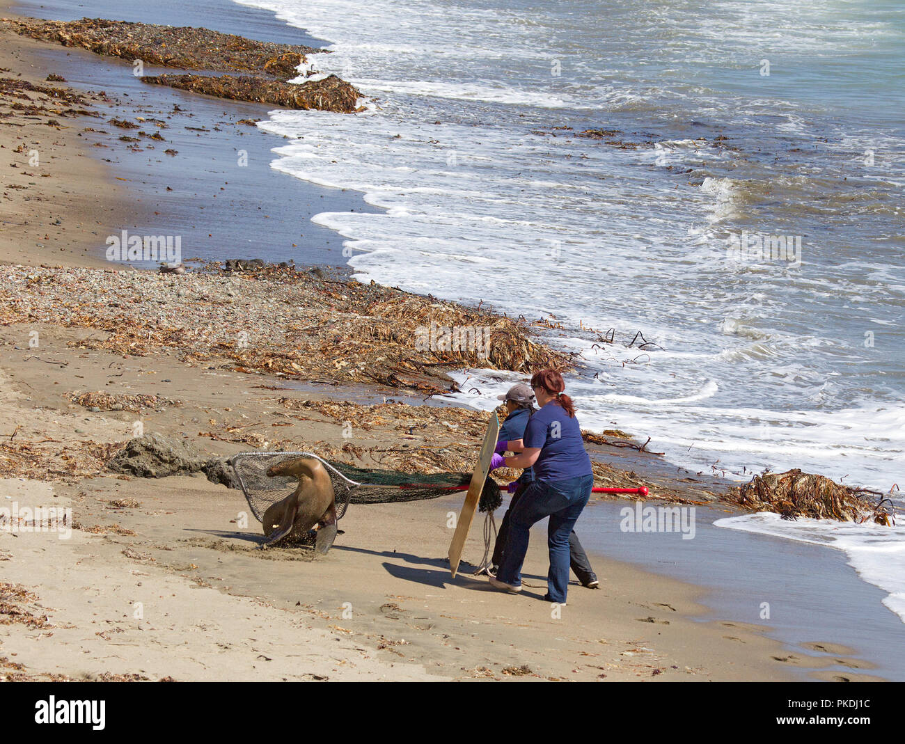 Zwei Frauen, die Rettung eines Kranken Sea Lion Stockfoto