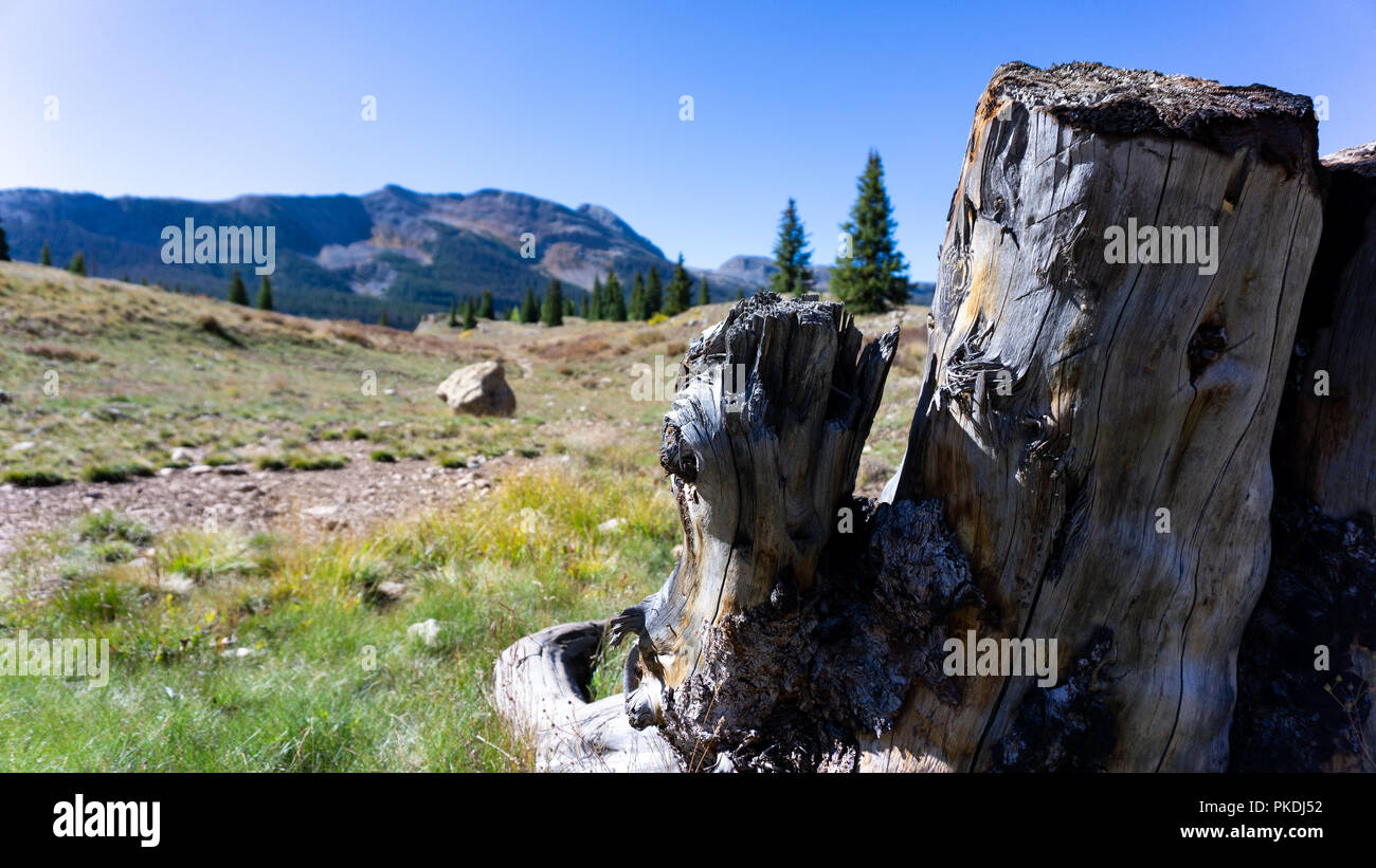 Stumpf gefunden, während sie wandern im südlichen Colorado Wildnis. Die trockene Luft der Berge neigt dazu, Dinge, wer weiß, wie lange das hier erhalten. Stockfoto
