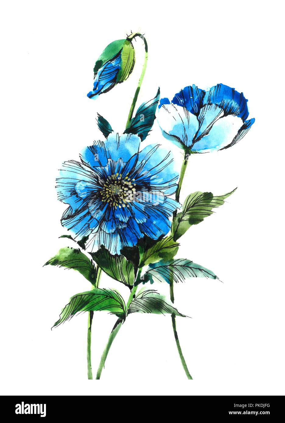 Sanften blauen Mohn. Blüte Mohn. Aquarell Blumen. Aquarell Hintergrund. Stockfoto