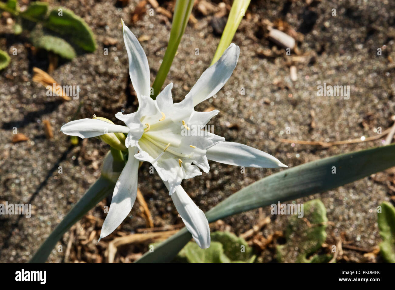 Weiße Blume von Narzisse (Pancratium maritimum) an einem sonnigen Tag am Strand, Helle Blüten, im Vordergrund Schwerpunkt Stockfoto