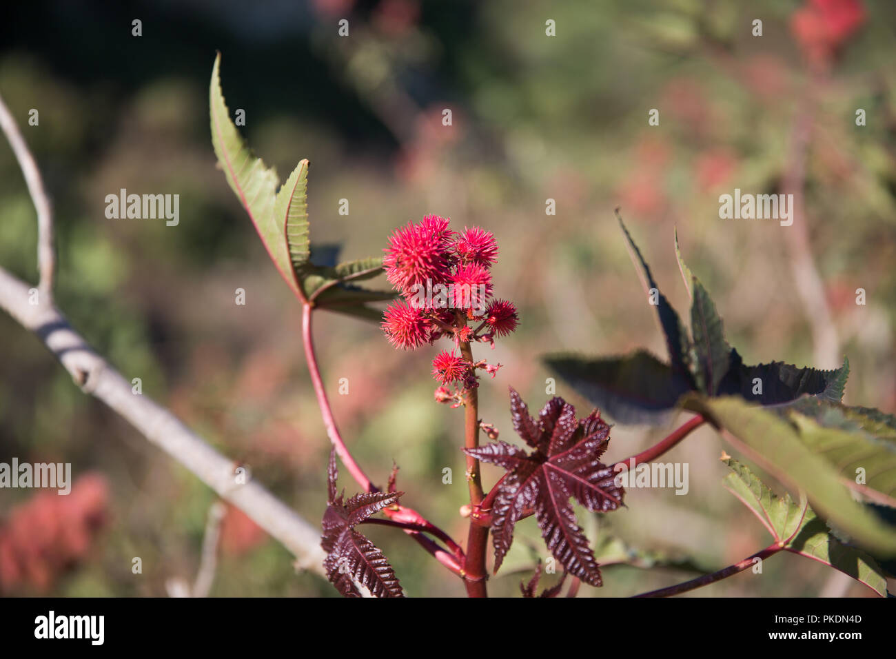 Leuchtend rote stacheligen Blüten an einem sonnigen Tag auf der Insel Gozo Stockfoto