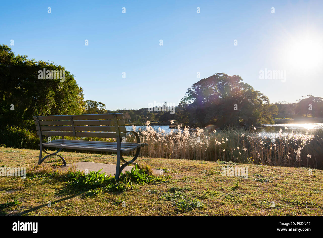 Einen leeren Parkbank in der Morgensonne mit Blick auf einen der großen Teichen in Centennial Park, Sydney, Australien Stockfoto