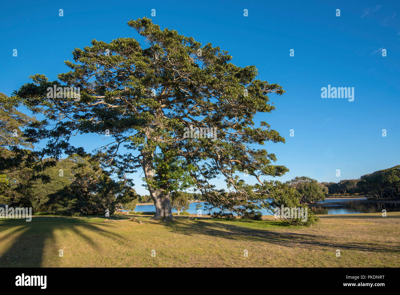 Ein offenes Feld und eine große reife Port Jackson Feigenbaum (Ficus Rubiginosa) in der Morgensonne in Centennial Park, Sydney, Australien. Stockfoto