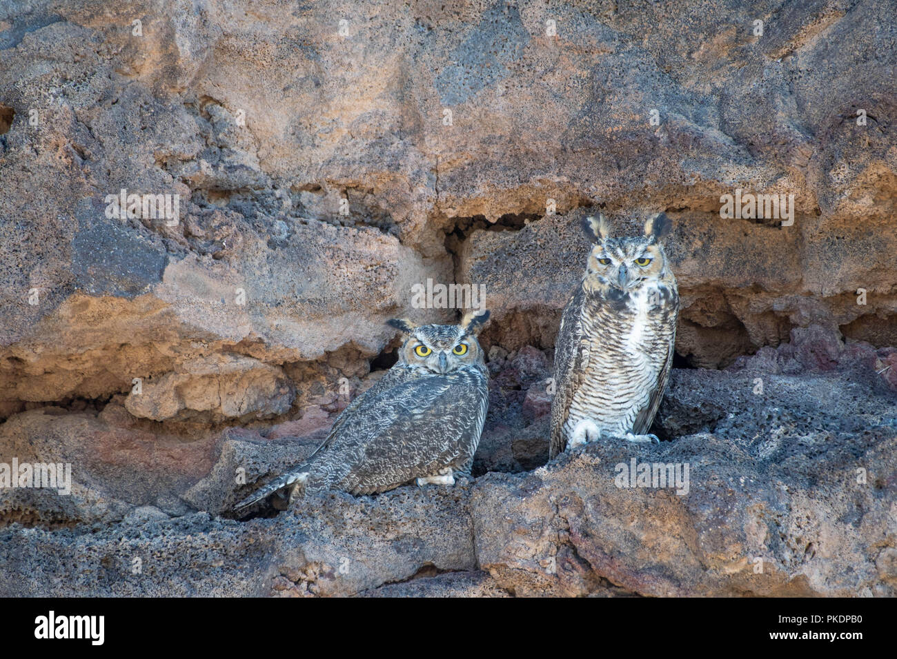 Große gehörnten Eulen, (Bubo virgianus), Vulkane Tag Bereich nutzen, Petroglyph National Monument, New Mexico, USA. Stockfoto