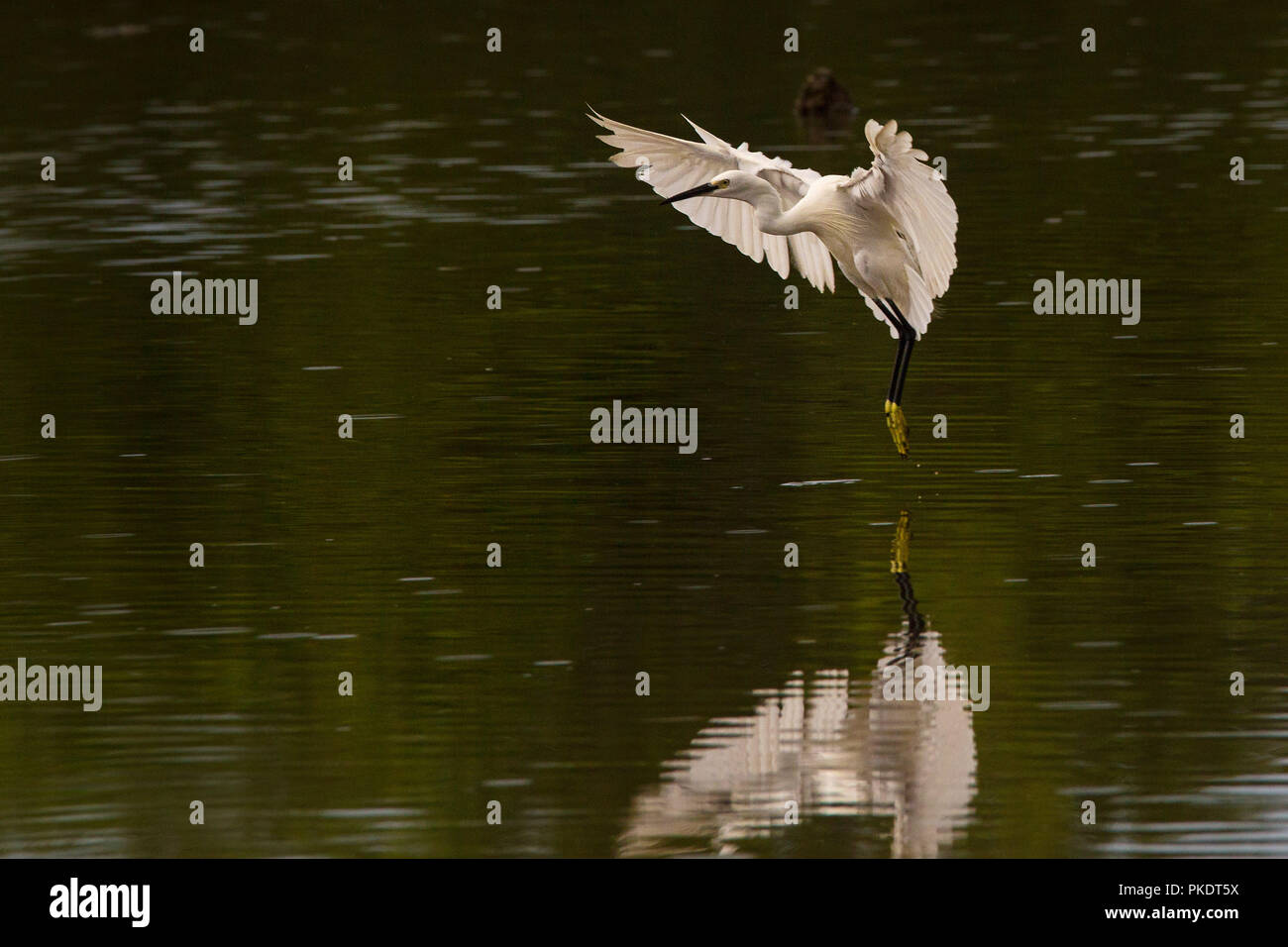 Egret Landung im flachen Wasser ausbreiten der Flügel Stockfoto