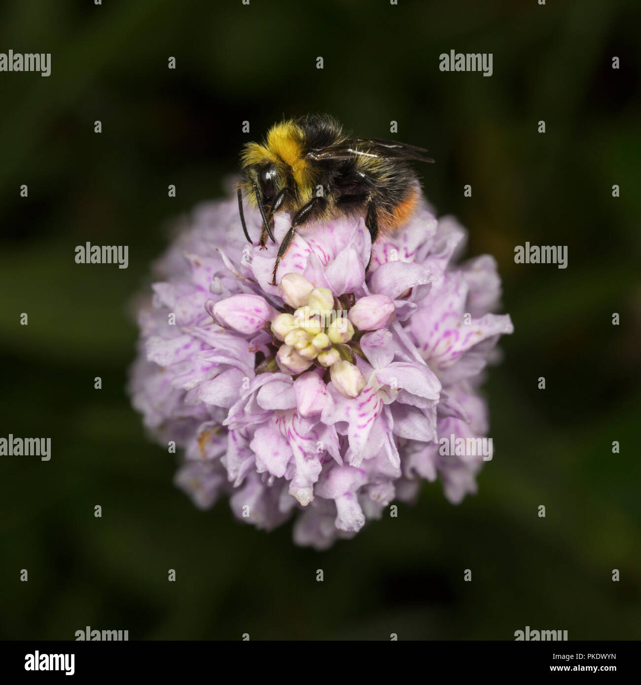 Frühe Bumble Bee, Bombus pratorum, die auf gemeinsamen Orchid beschmutzt Stockfoto
