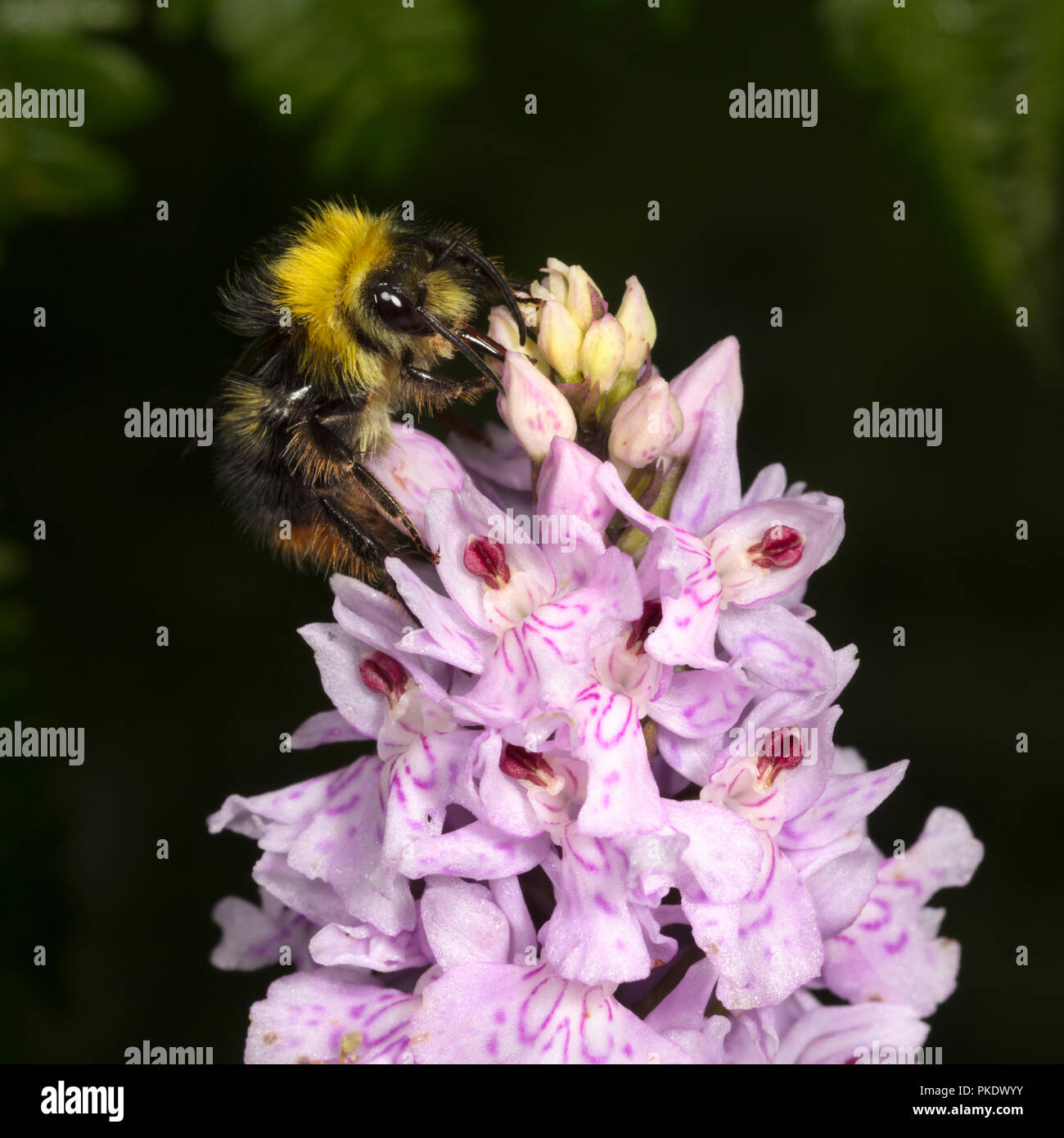 Frühe Bumble Bee pollenating Gemeinsame Orchid beschmutzt Stockfoto