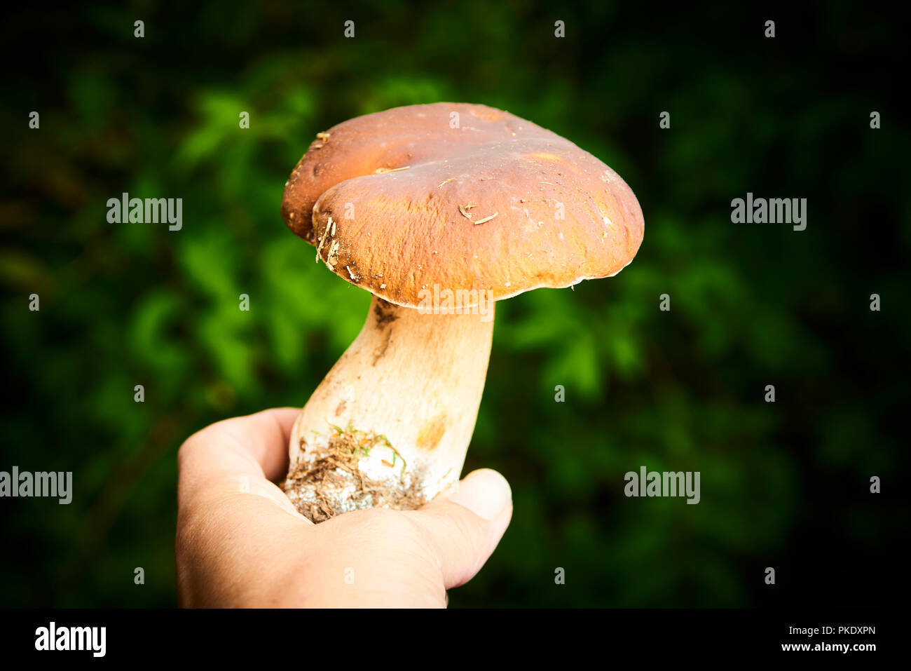 Steinpilz Pilz in der Hand. Hand mit einem Pilz. Pilze sammeln im Wald während des Herbstes. Selektiver Fokus Stockfoto