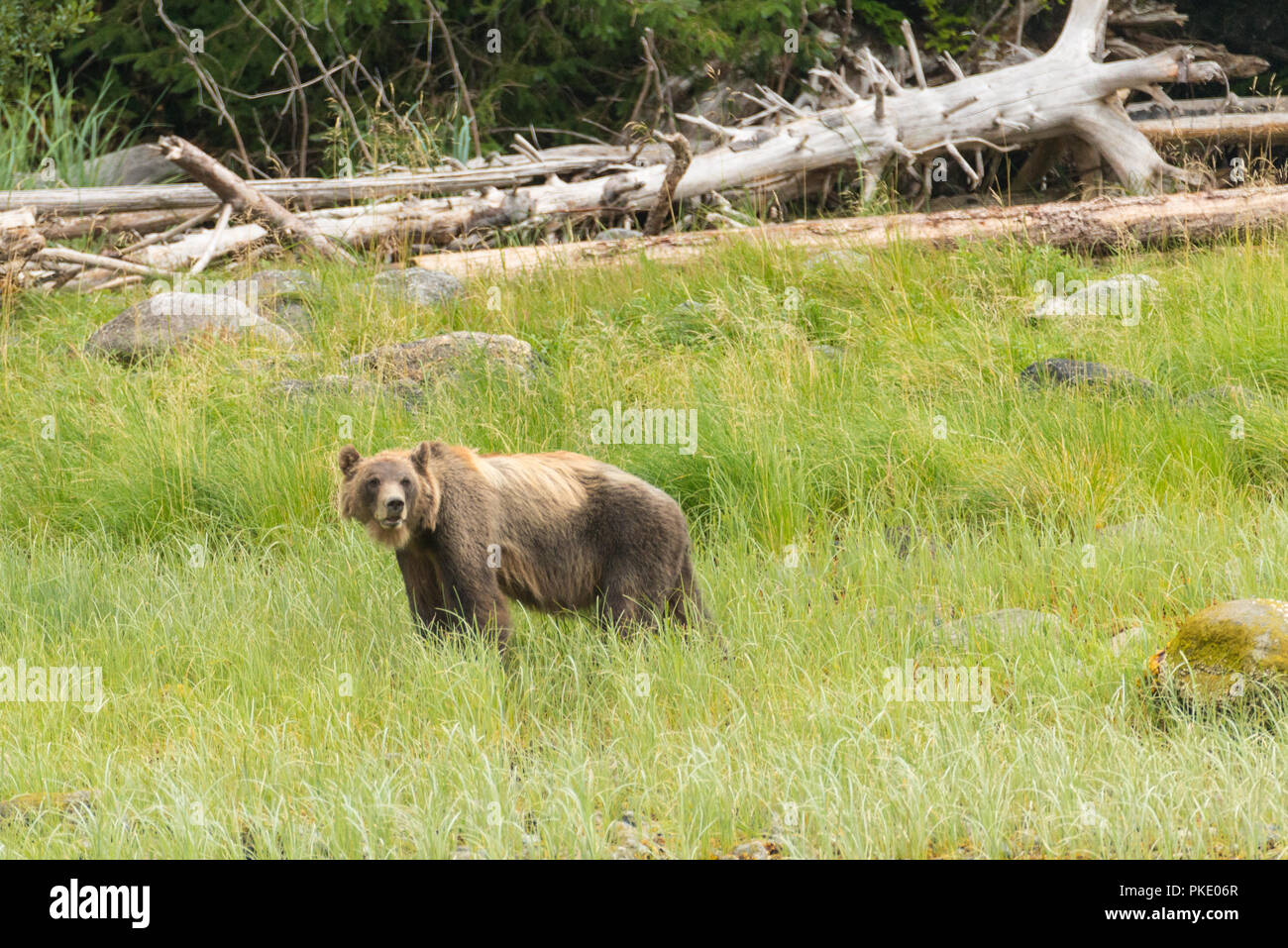 Grizzly Bär am Glendal Cove Stockfoto