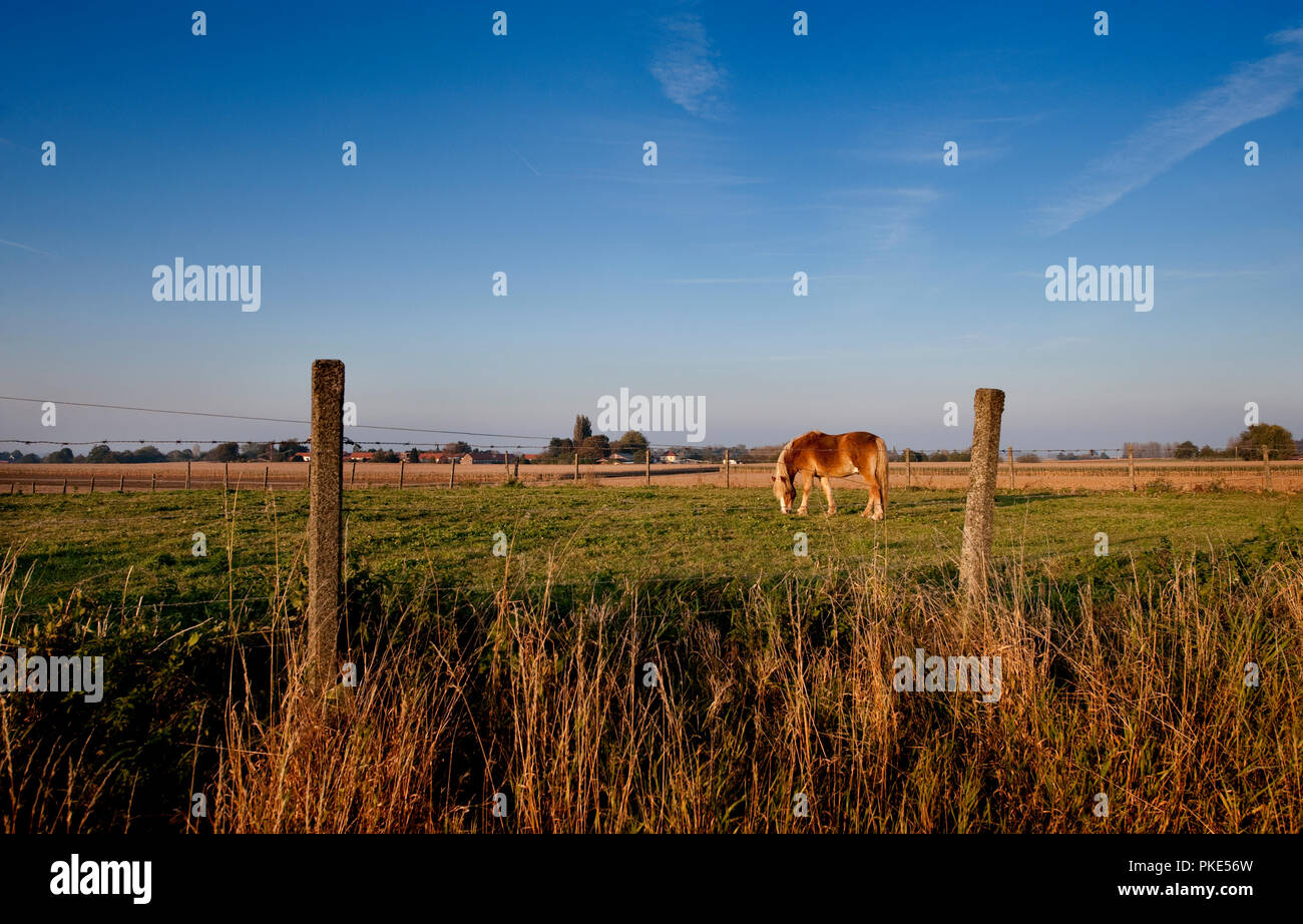 Impressionen von den Feldern rund um Oudenaarde (Belgien, 22/10/2011) Stockfoto