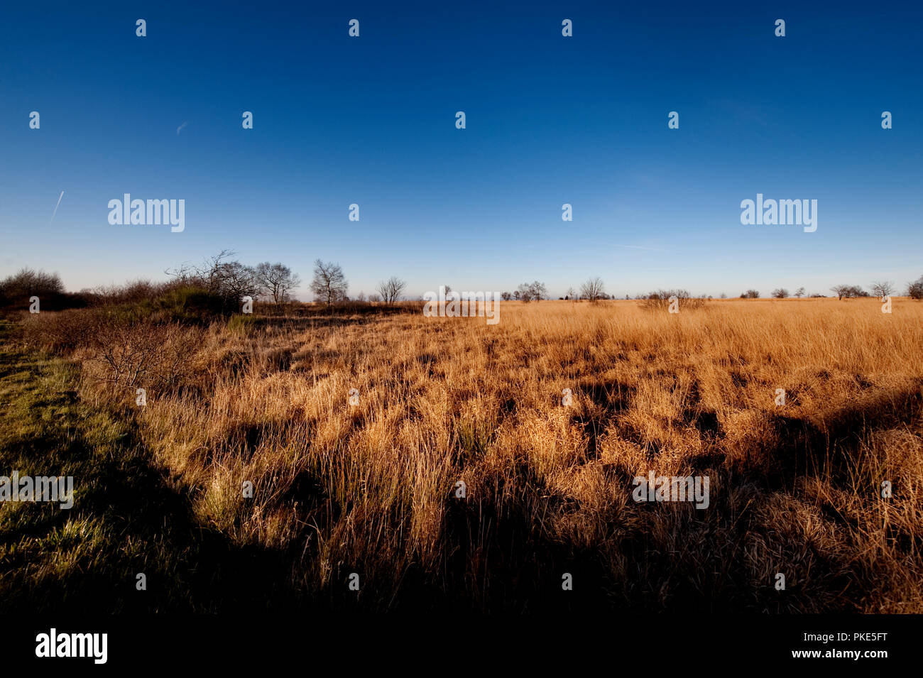 Herbst Impressionen von der breiten Plateau des Hohen Venns um Weismes und dem Signal de Botrange, dem größten Naturschutzgebiet in Belgien (Belgien, 15. Stockfoto