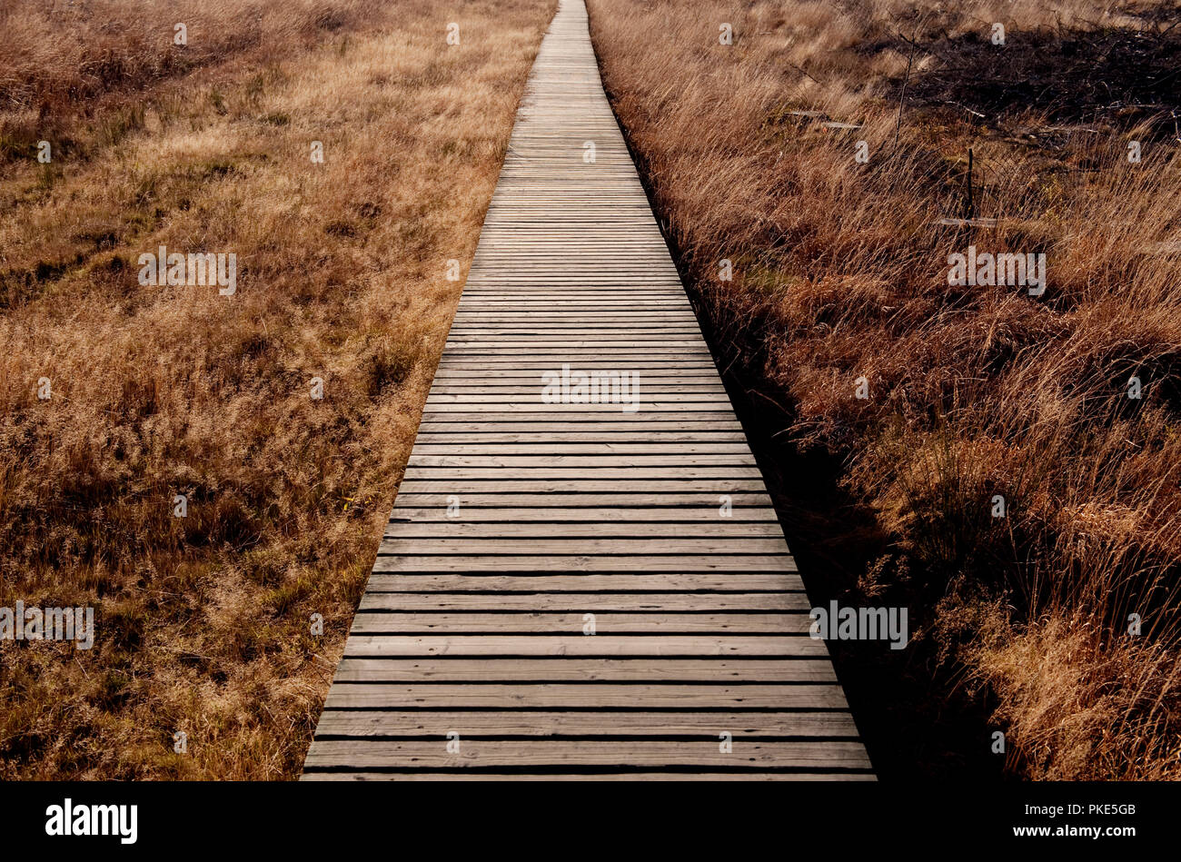 Herbst Impressionen von der breiten Plateau des Hohen Venns um Weismes und dem Signal de Botrange, dem größten Naturschutzgebiet in Belgien (Belgien, 15. Stockfoto