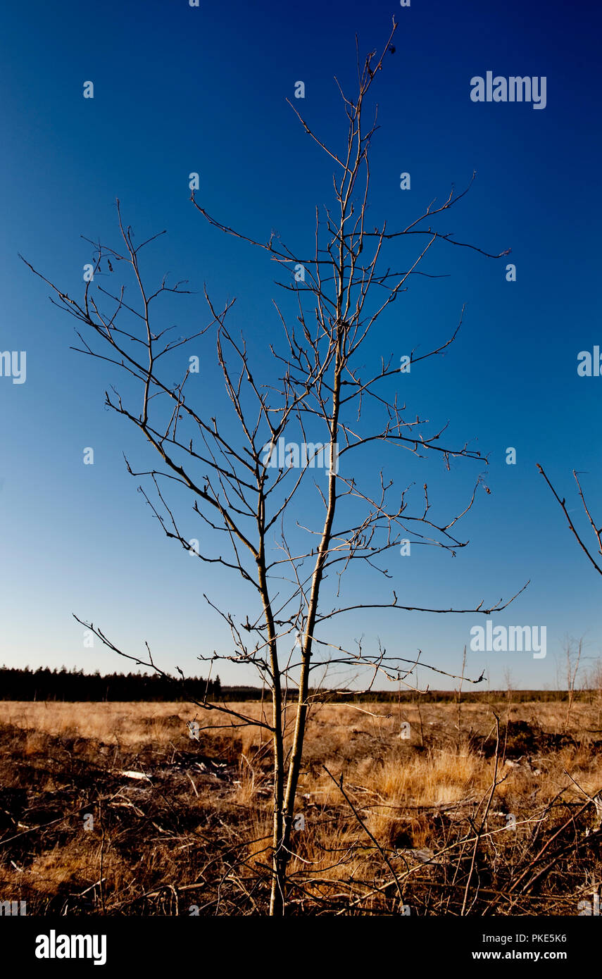 Herbst Impressionen von der breiten Plateau des Hohen Venns um Weismes und dem Signal de Botrange, dem größten Naturschutzgebiet in Belgien (Belgien, 15. Stockfoto