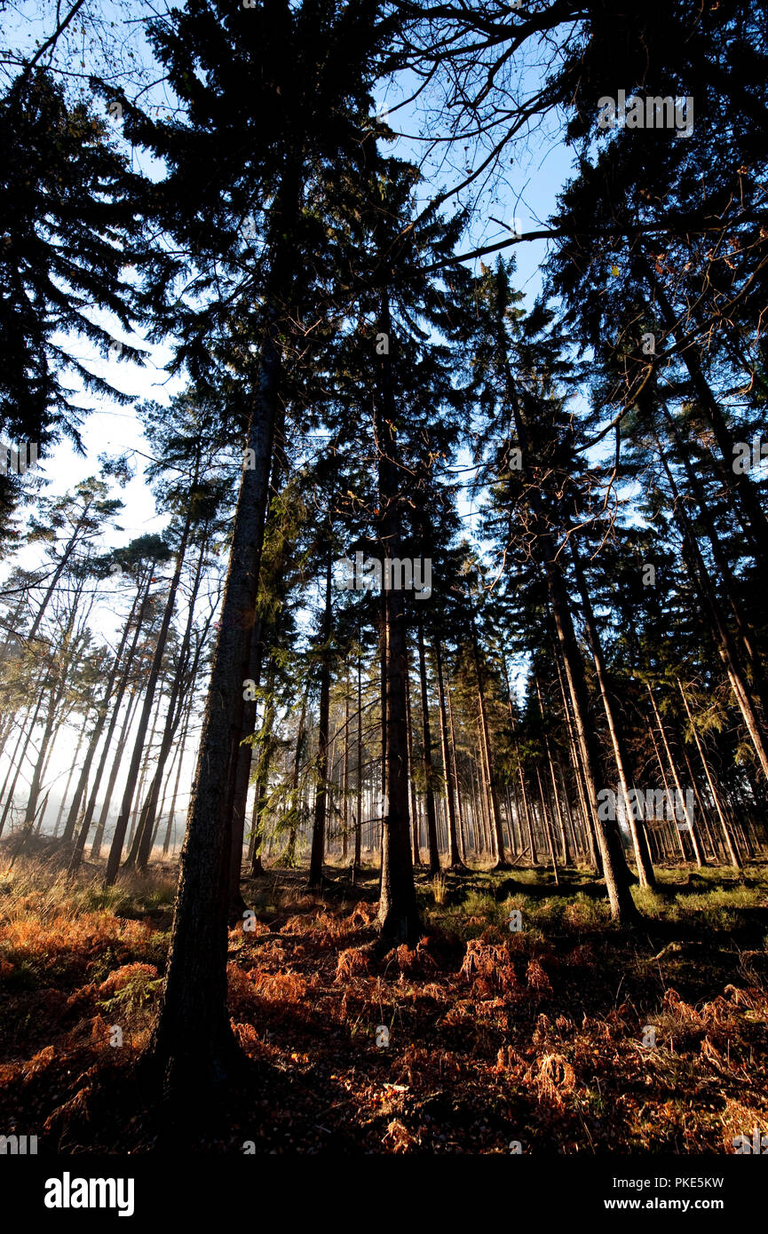 Herbst Impressionen von den Wäldern rund um Grunklosterberg auf der breiten Plateau des Hohen Venns um Weismes im größten Naturschutzgebiet in Belgien (B Stockfoto