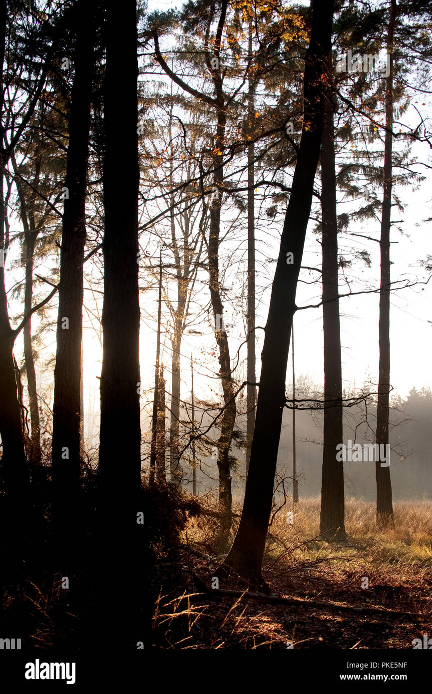 Herbst Impressionen von den Wäldern rund um Grunklosterberg auf der breiten Plateau des Hohen Venns um Weismes im größten Naturschutzgebiet in Belgien (B Stockfoto