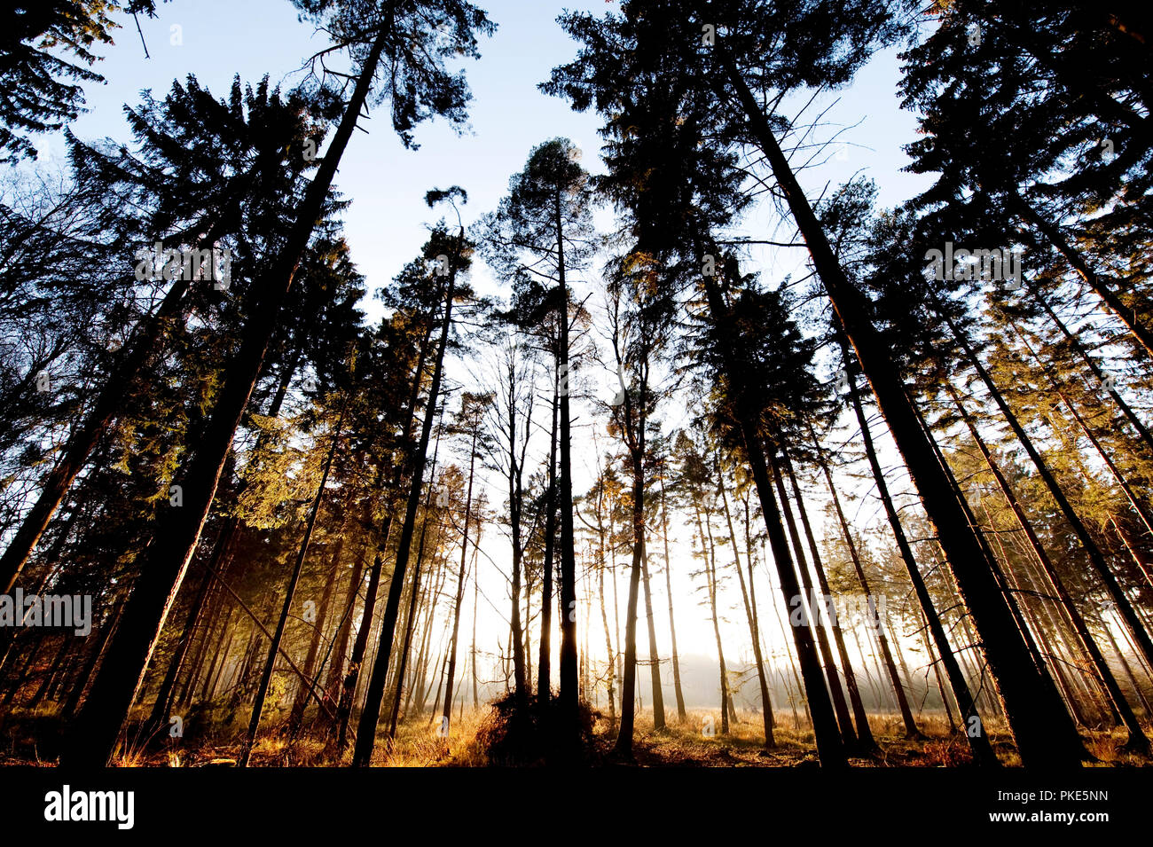 Herbst Impressionen von den Wäldern rund um Grunklosterberg auf der breiten Plateau des Hohen Venns um Weismes im größten Naturschutzgebiet in Belgien (B Stockfoto