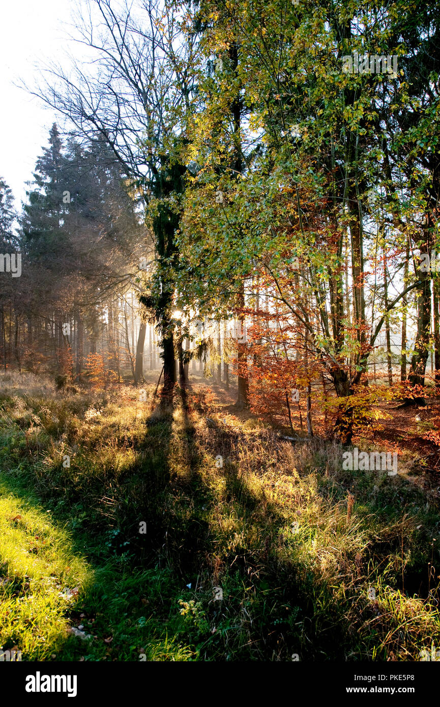 Herbst Impressionen von den Wäldern rund um Grunklosterberg auf der breiten Plateau des Hohen Venns um Weismes im größten Naturschutzgebiet in Belgien (B Stockfoto