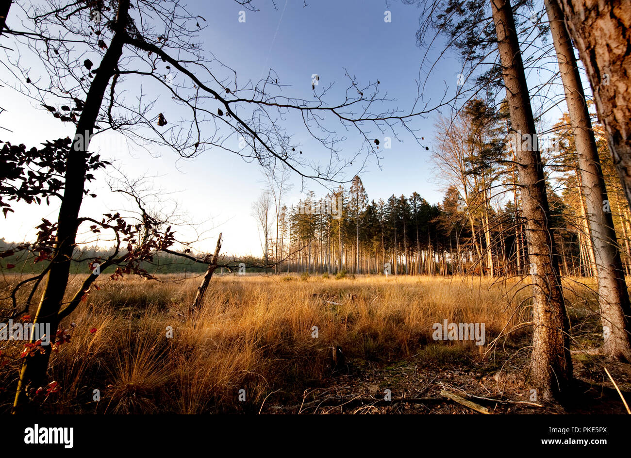 Herbst Impressionen von den Wäldern rund um Grunklosterberg auf der breiten Plateau des Hohen Venns um Weismes im größten Naturschutzgebiet in Belgien (B Stockfoto