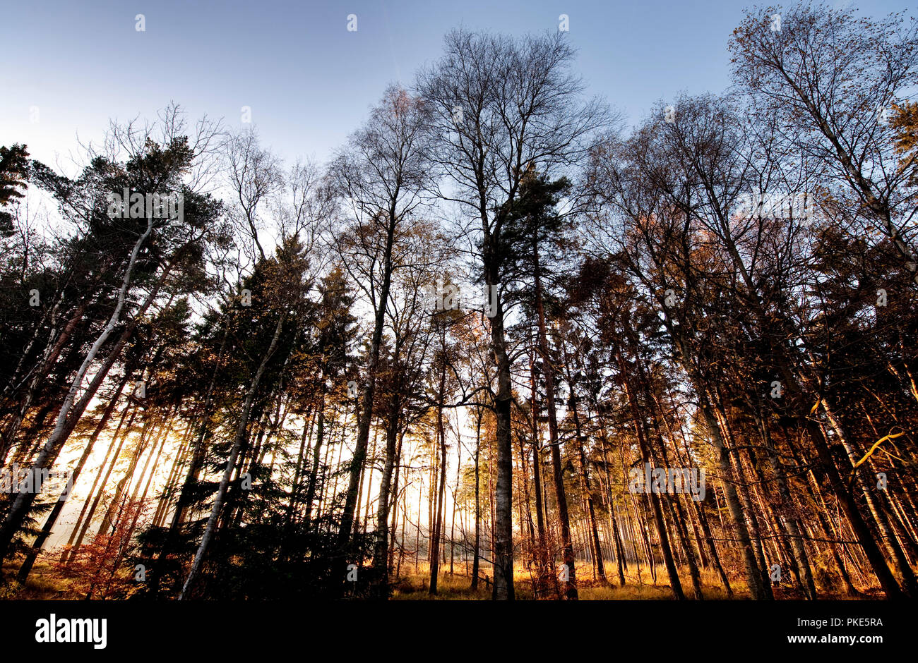 Herbst Impressionen von den Wäldern rund um Grunklosterberg auf der breiten Plateau des Hohen Venns um Weismes im größten Naturschutzgebiet in Belgien (B Stockfoto