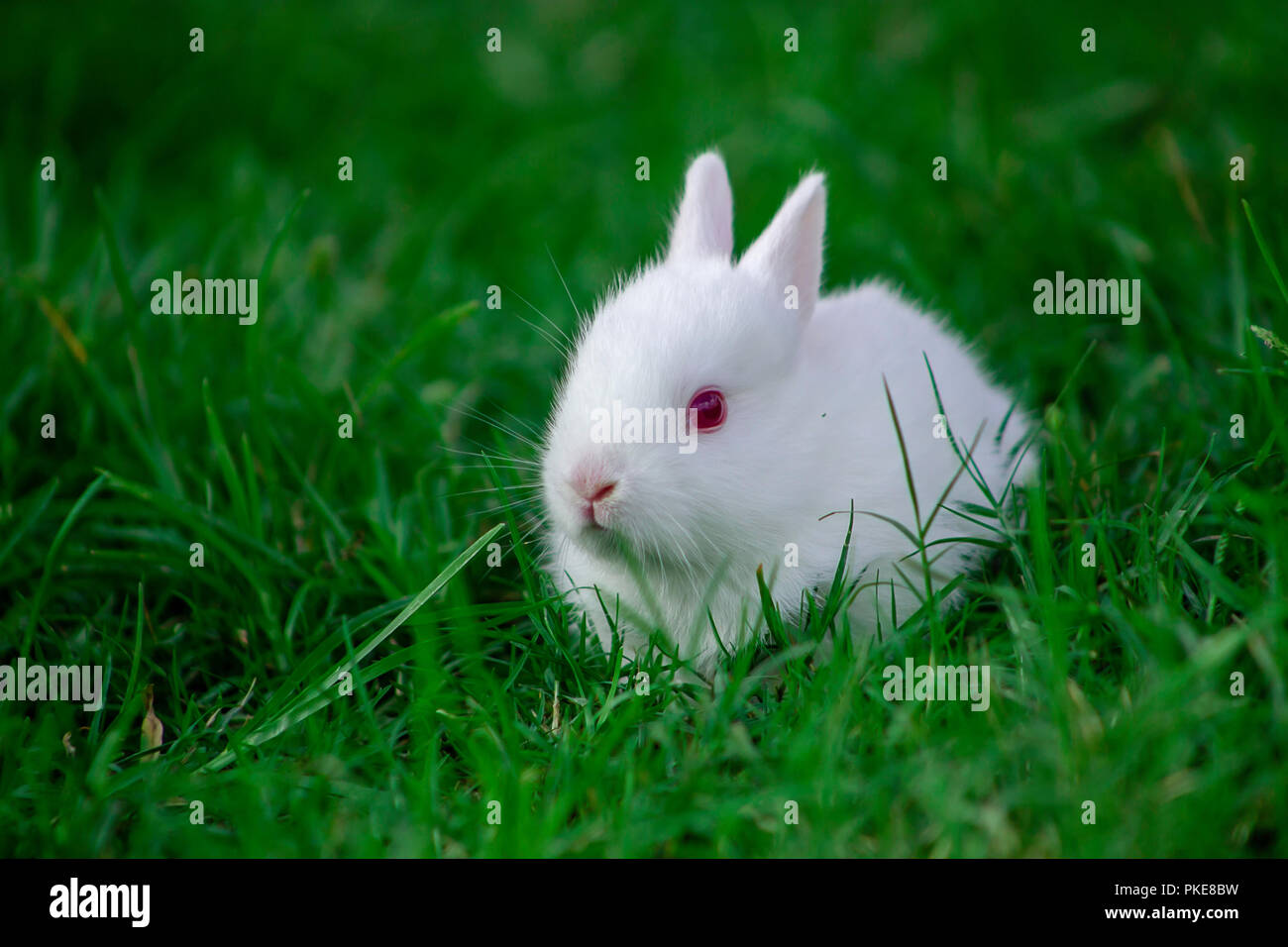 Kleine weiße Kaninchen Stockfoto