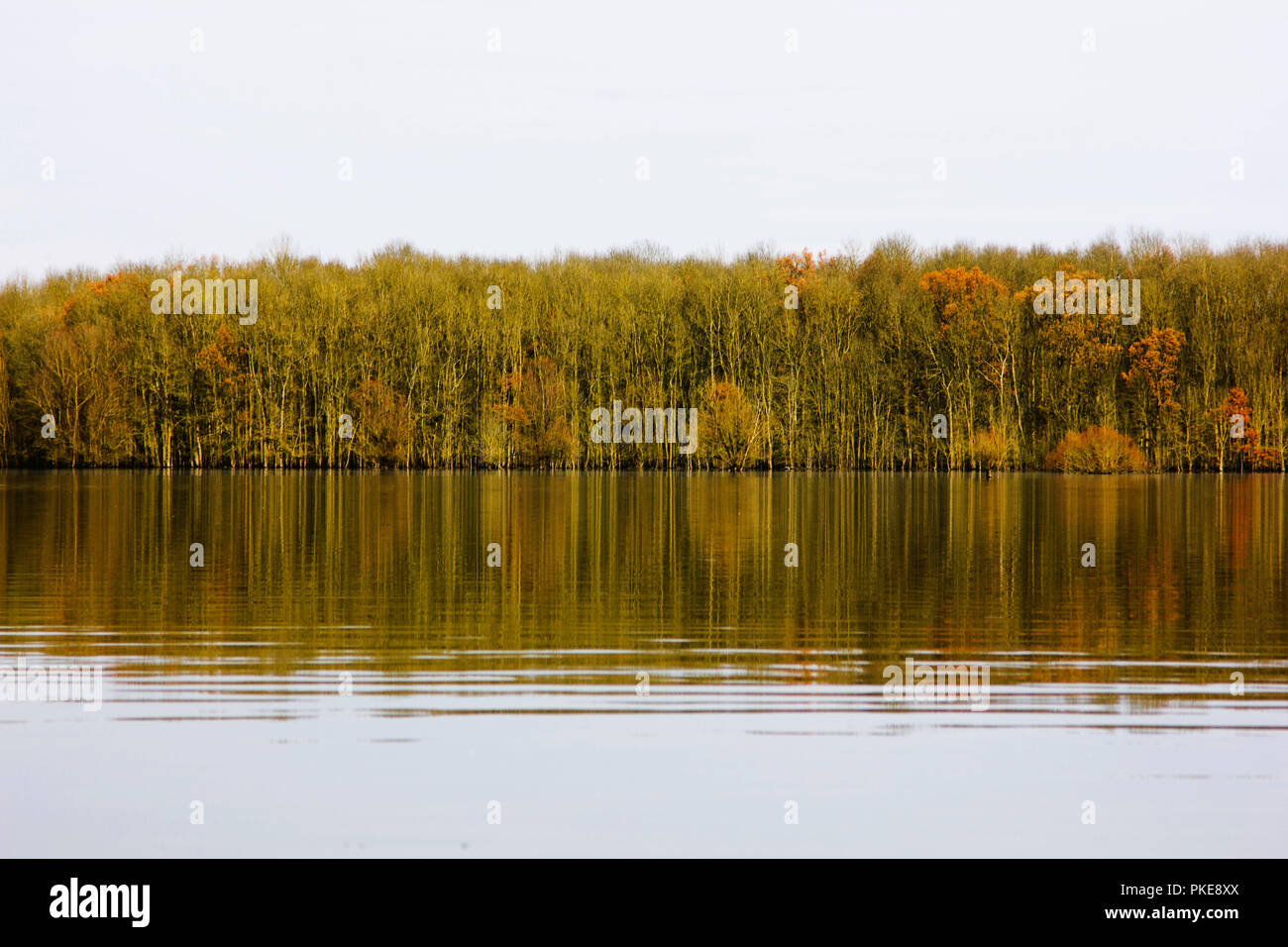 Holz und Bäume in überschwemmten Feld im Herbst, im Lonjsko Polje, Kroatien Stockfoto