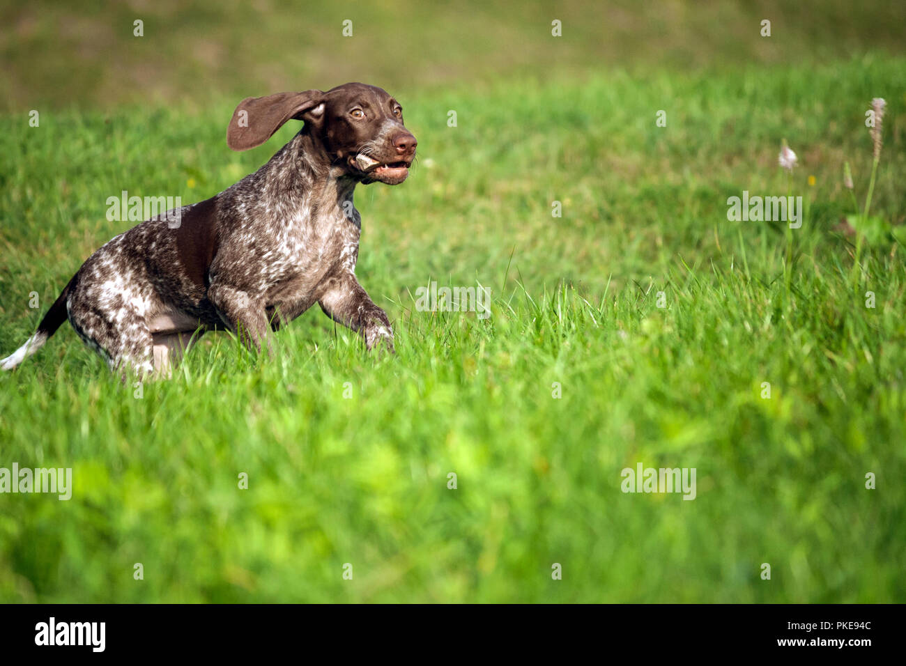 Deutsch Kurzhaar Pointer, deutschen kurtshaar Eine braun getupft Welpe, das Tier verläuft entlang dem grünen Gras auf dem Feld mit einem großen Stein Stockfoto