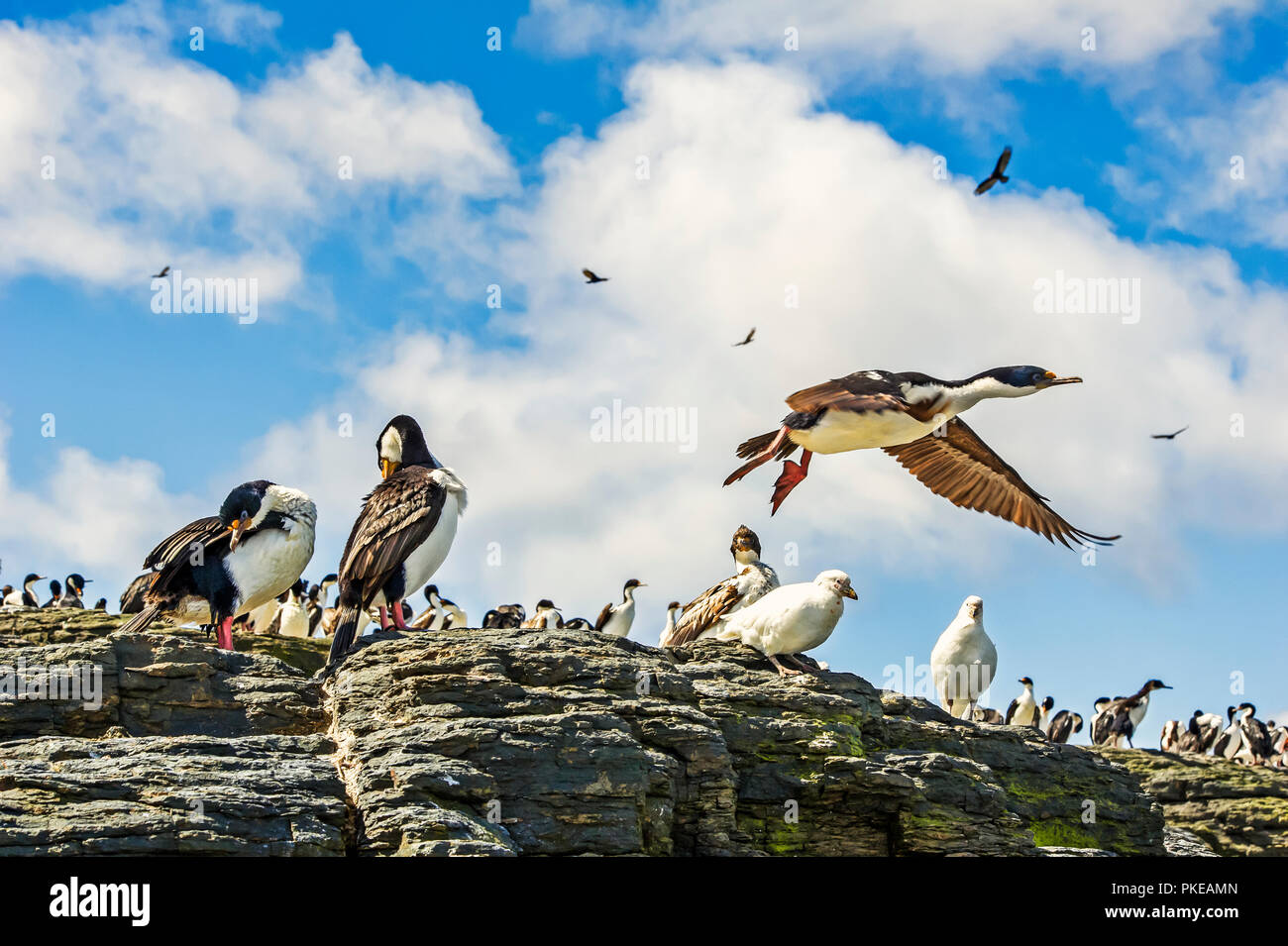 Imperial Shag (Leucocarbo atriceps) und eine Vielzahl von anderen Vögeln; Trostloser, Island, Falkland Inseln Stockfoto