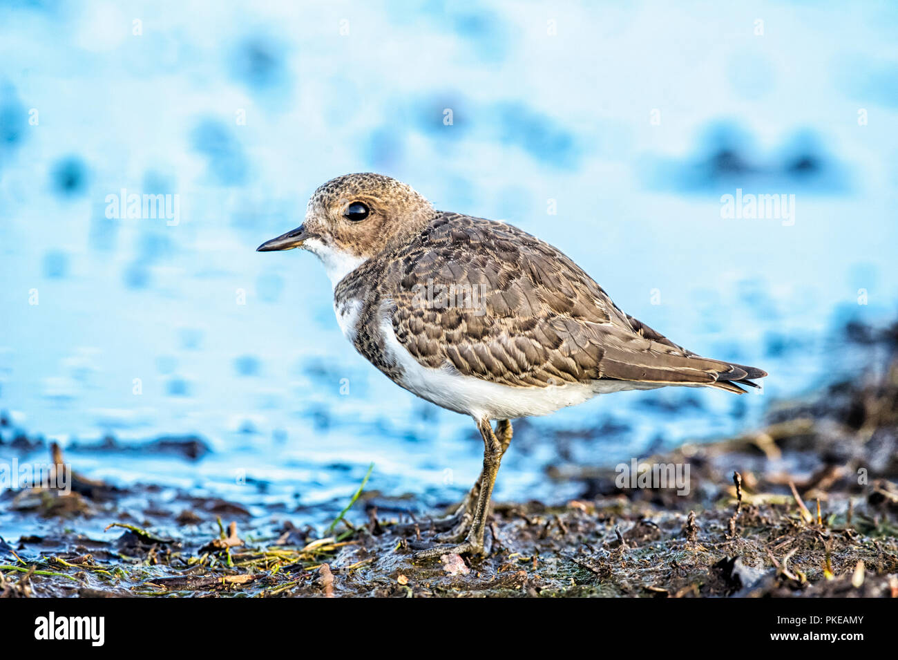 Zwei gebändert Plover (Charadrius falklandicus); Konjunkturprognosen Island, Falkland Inseln Stockfoto