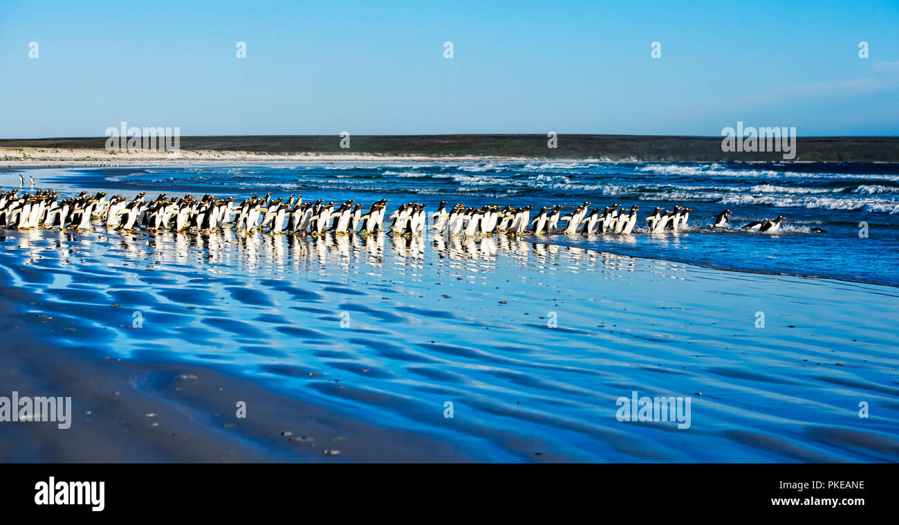 Eselspinguine (Pygoscelis papua), Freiwilliger; Falkland Inseln Stockfoto