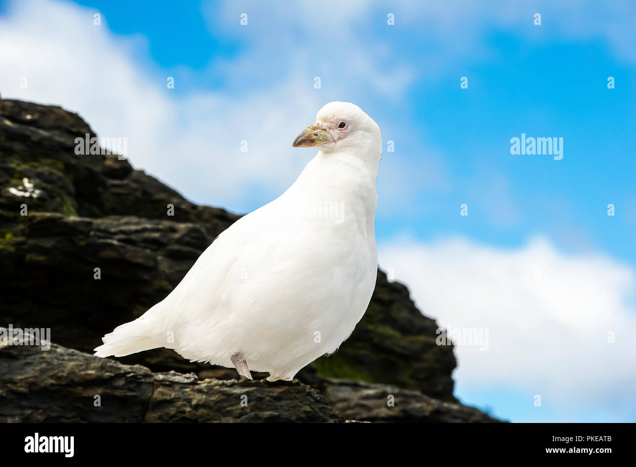 Pale-faced sheathbill (Chionis albus); Konjunkturprognosen Island, Falkland Inseln Stockfoto