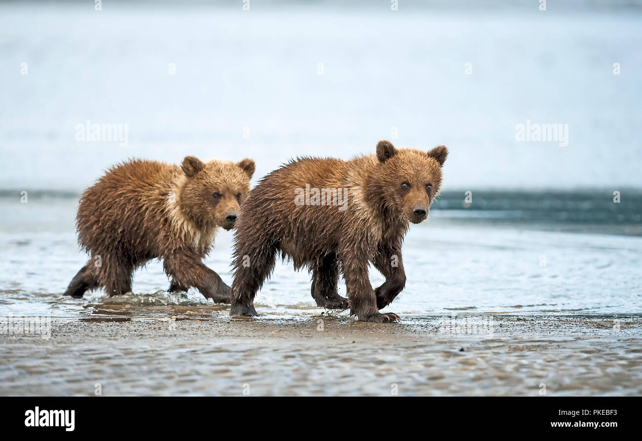 Ursus arctos middendorffi -Fotos und -Bildmaterial in hoher Auflösung