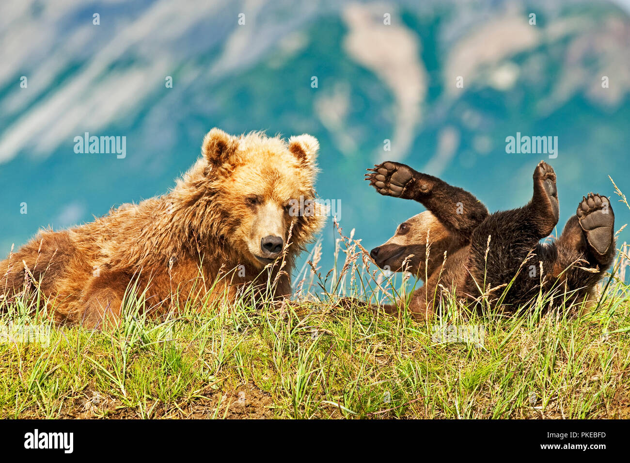 Kodiak Bear (Ursus arctos middendorffi) Säen und verspielten Cub in Gras an einem Berghang, Katmai National Park, Alaska, Vereinigte Staaten von Amerika Stockfoto